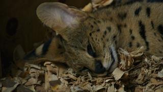 Malawi Wildlife Rescue