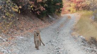 Man Stalked by Cougars, When Planes Collide, Buried Alive & Terrifying Drive Man Stalked by Cougars, When Planes Collide, Buried Alive & Terrifying Drive