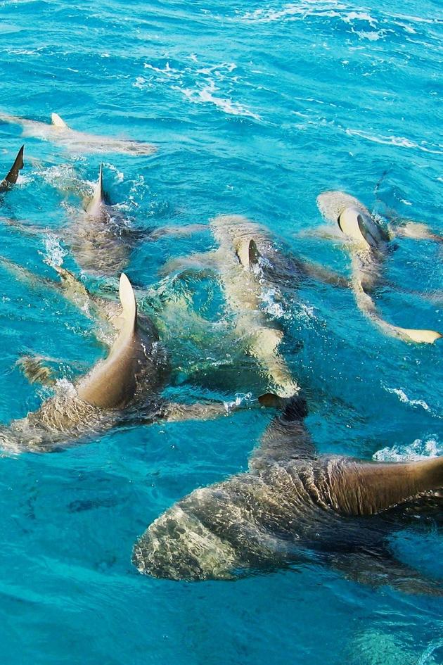 Surviving Sharks