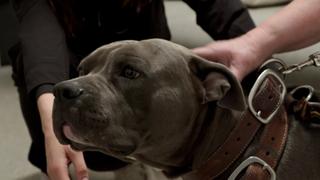 Rebel Without A Gauze Rebel Without A Gauze