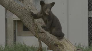 Becoming a Bear Becoming a Bear
