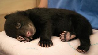 The Littlest Cub The Littlest Cub