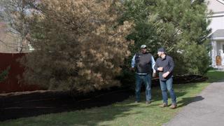 Tree Diagnosis; Home Checklist