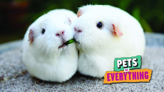 Pets vs. Everything