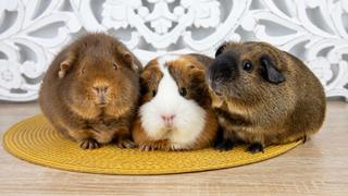 Pets vs. Home Pets vs. Home