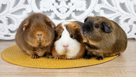 Pets VS. Everything ----- Pets VS. Instructions