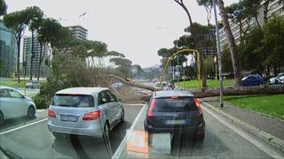 Sterling and Lolo Wood CXI Sterling and Lolo Wood CXI