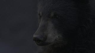 A Bear's Thanksgiving A Bear's Thanksgiving