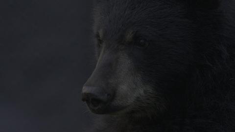 A Bear's Thanksgiving