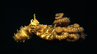 Tentacles Tentacles