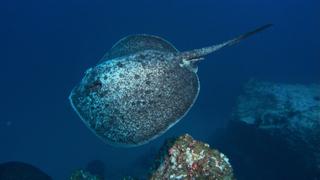 Giants of San Benedicto Giants of San Benedicto