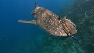Whale Sharks: Gentle Giants Whale Sharks: Gentle Giants