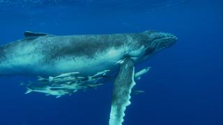 Humpbacks: From Tonga to Antarctica