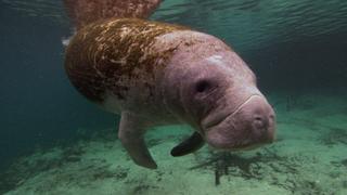 Manatees and Dugongs Manatees and Dugongs