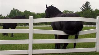 Sterling and Lolo Wood CXXXI