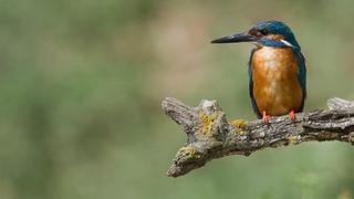 Aquatic Experts Aquatic Experts