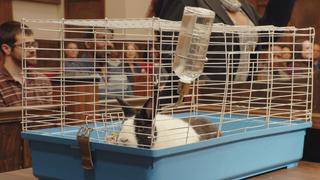 McCoy vs. Norman McCoy vs. Norman