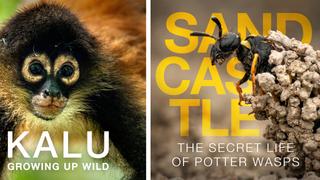 Kalu: Growing up Wild & Sandcastle: The Secret Life of Potter Wasps