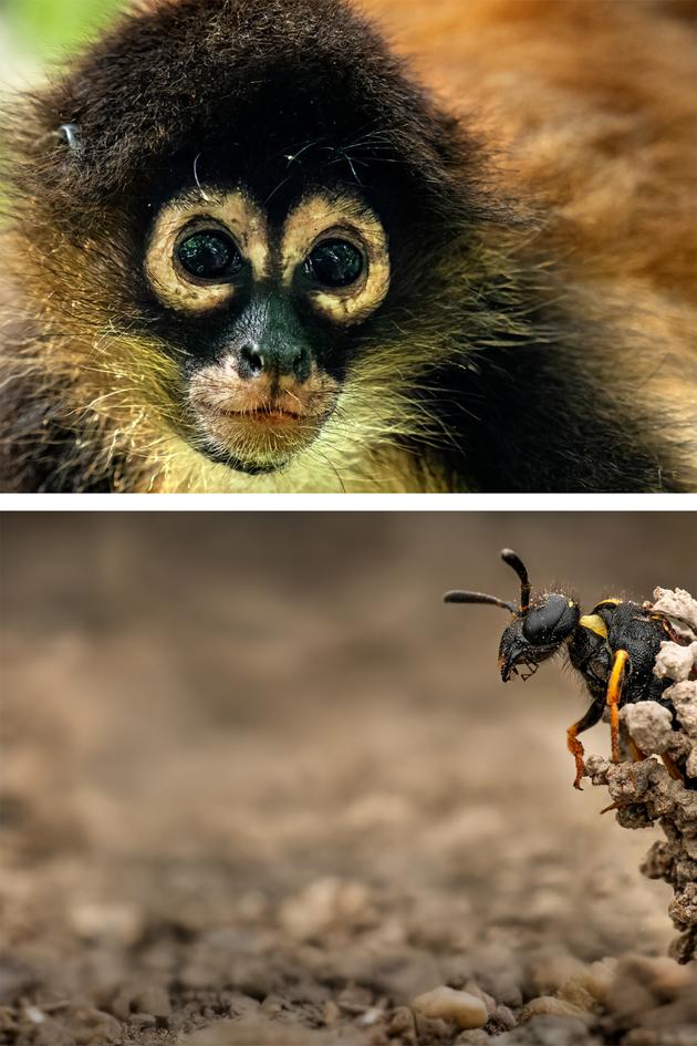 Kalu: Growing up Wild & Sandcastle: The Secret Life of Potter Wasps