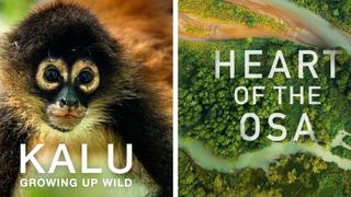 Heart of the Osa & Kalu: Growing up Wild
