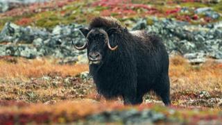 Barren Ground Musk Ox Barren Ground Musk Ox