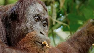 Orangutan