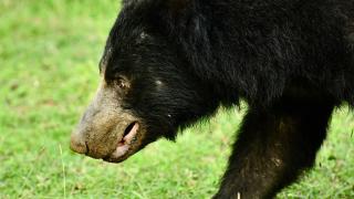 Sloth Bear