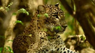 Leopard