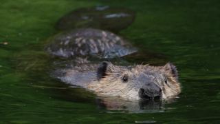 The Rivers and Streams