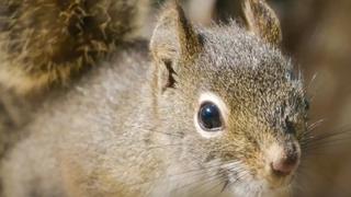 The Bellweathers The Bellweathers