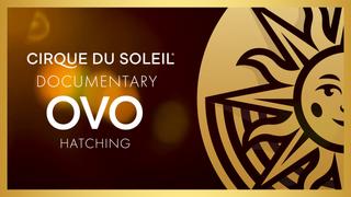 OVO -- Hatching