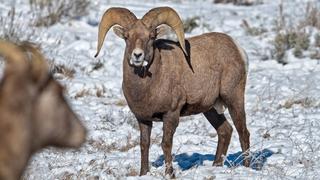 The Big Horn Question