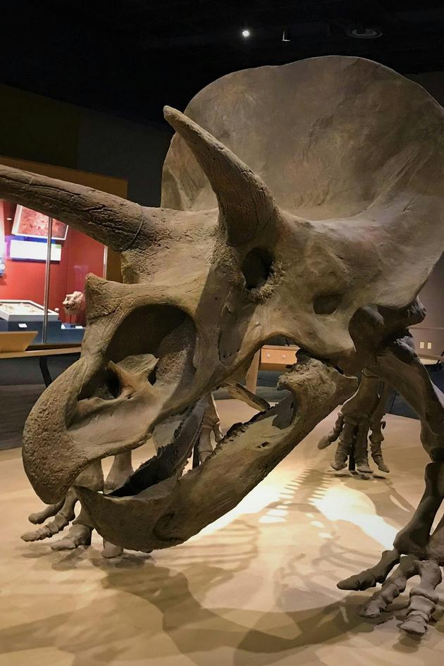 Dinosaurs: Anatomy of a Disappearance