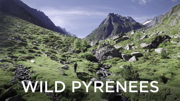 Wild Pyrenees