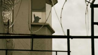 United Gangs of America