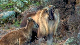 King of the Mountain