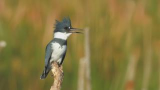 Cabin & Salmon Cabin & Salmon