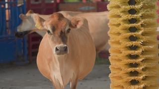 Birdies & Brie Birdies & Brie