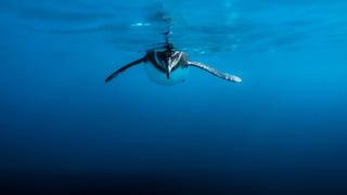 Galapagos