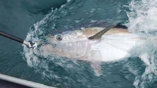 Bucket List: Tarpon vs. Roosterfish Bucket List: Tarpon vs. Roosterfish