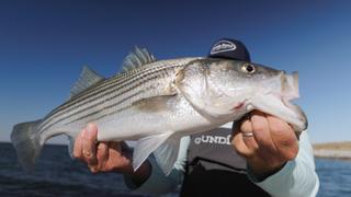 Migrations: Chesapeake Bay Stripers vs. Alaskan Salmon Migrations: Chesapeake Bay Stripers vs. Alaskan Salmon