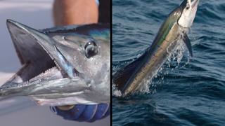 Pelagics: New Smyrna Wahoo vs. South Florida Sailfish Pelagics: New Smyrna Wahoo vs. South Florida Sailfish