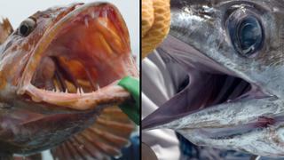 Sea Monsters: Swordfish vs. Lingcod Sea Monsters: Swordfish vs. Lingcod