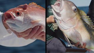 Tackle to Table: Tilefish vs. Vermillion Snapper Tackle to Table: Tilefish vs. Vermillion Snapper