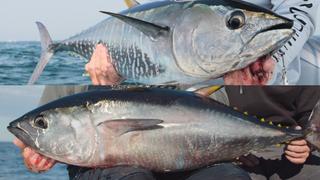 Tuna: Bluefin vs. Yellowfin Tuna: Bluefin vs. Yellowfin
