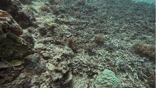 Reef Rescue Reef Rescue