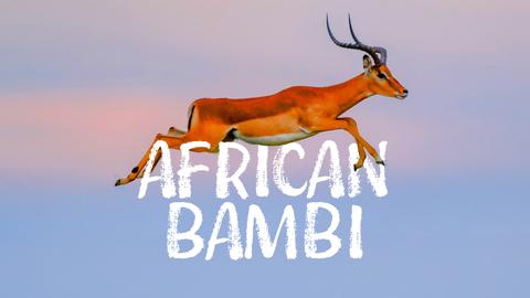 African Bambi