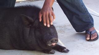 Pig vs. Pug Pig vs. Pug