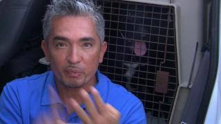 Hurricane Hounds (Part 1)