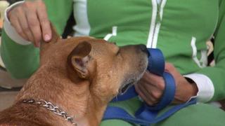 The Power of the Pack